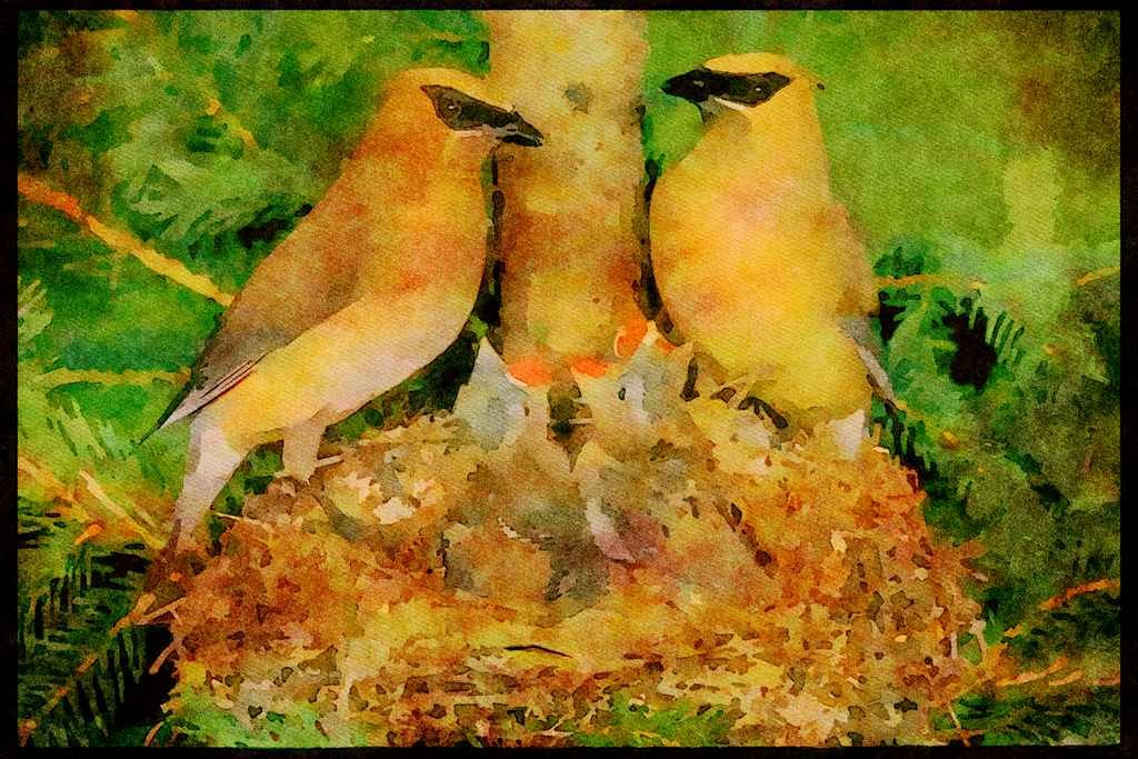 Nesting Birds USA Canada 163035 Pair Of Cedar Waxwings With Young A4 Limited Edition Watercolour Print