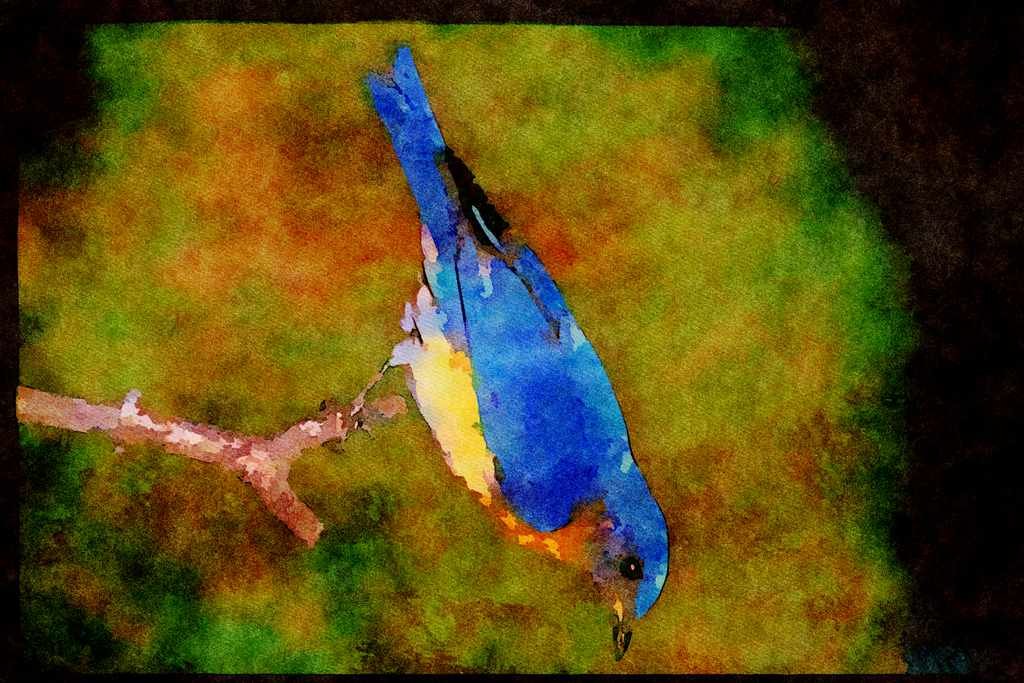 Nesting Birds USA Canada 163036 Eastern Bluebird A4 Limited Edition Watercolour Print