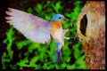 Nesting Birds USA Canada 163037 Eastern Bluebird Landing A4 Limited Edition Watercolour Print