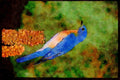 Nesting Birds USA Canada 163038 Eastern Bluebird On A Mullein Stalk A4 Limited Edition Watercolour Print