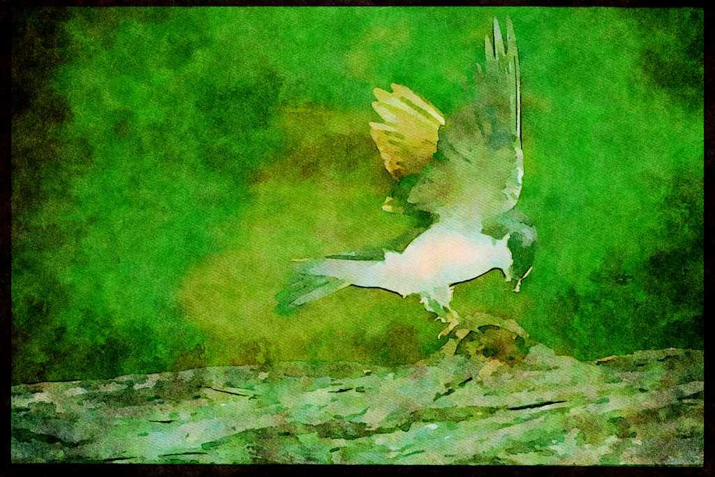 Nesting Birds USA Canada 163039 Tree Swallow With Bug A4 Limited Edition Watercolour Print
