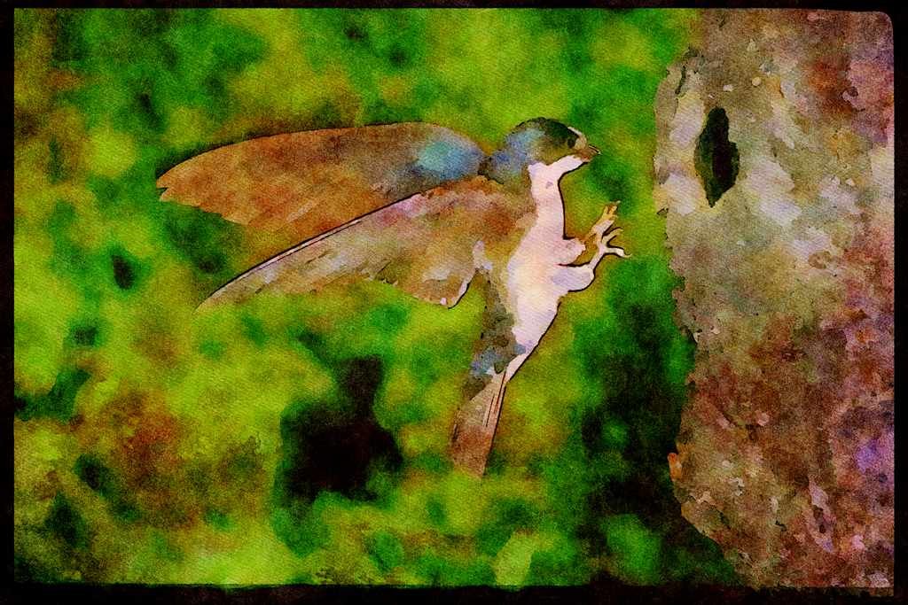 Nesting Birds USA Canada 163041 Tree Swallow Coming In For A Landing A4 Limited Edition Watercolour Print