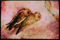 Nesting Birds USA Canada 163042 Pair Of Bank Swallows A4 Limited Edition Watercolour Print