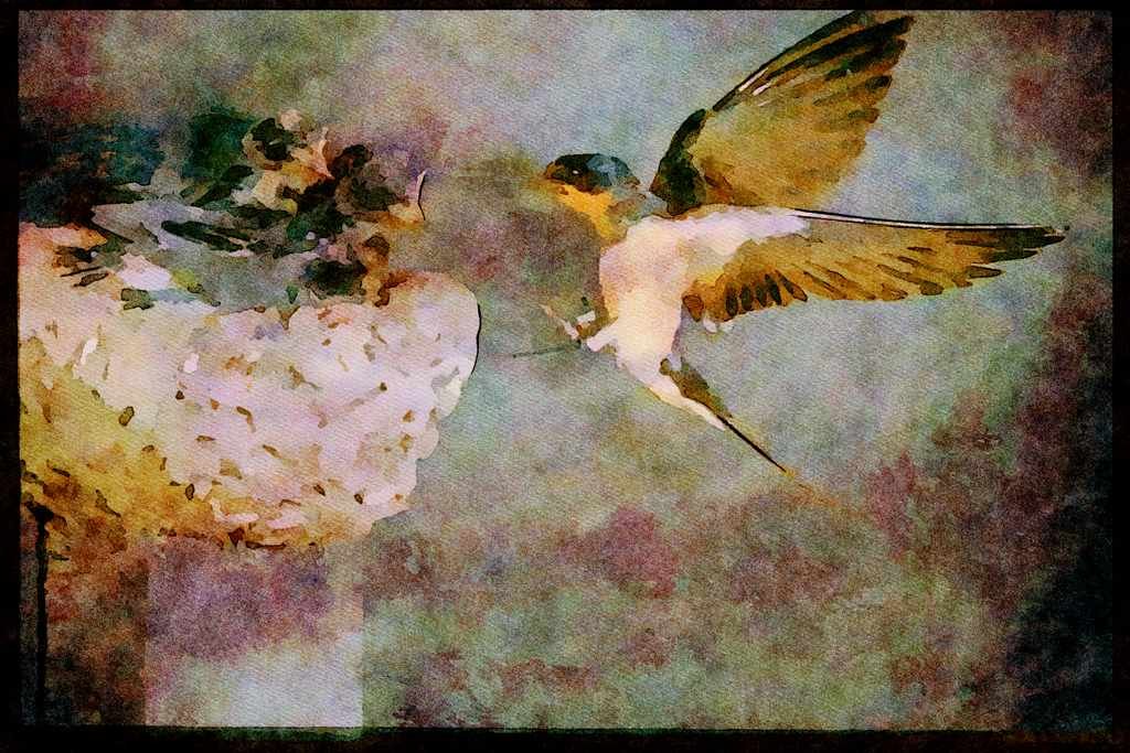 Nesting Birds USA Canada 163043 Barn Swallow Approaching Nest A4 Limited Edition Watercolour Print