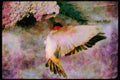 Nesting Birds USA Canada 163044 Cliff Swallow Approaching Nest A4 Limited Edition Watercolour Print