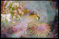 Nesting Birds USA Canada 163045 Gray Jay Landing A4 Limited Edition Watercolour Print
