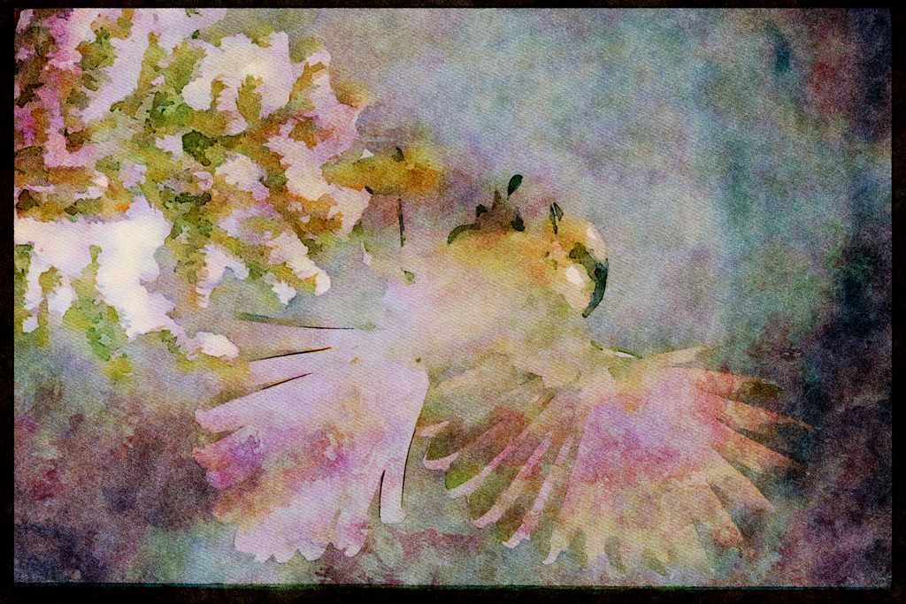 Nesting Birds USA Canada 163045 Gray Jay Landing A4 Limited Edition Watercolour Print