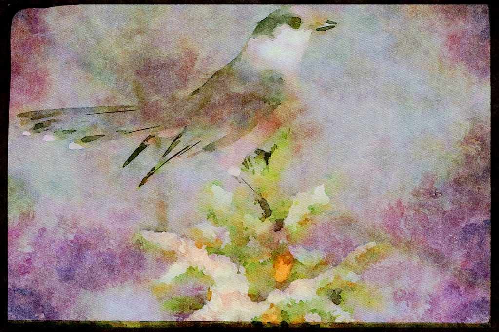 Nesting Birds USA Canada 163046 Gray Jay On Snowy Branch A4 Limited Edition Watercolour Print