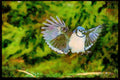 Nesting Birds USA Canada 163047 Blue Jay Landing A4 Limited Edition Watercolour Print