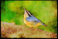 Nesting Birds USA Canada 163051 Red breasted Nuthatch On Branch A4 Limited Edition Watercolour Print