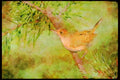 Nesting Birds USA Canada 163052 House Wren A4 Limited Edition Watercolour Print