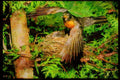Nesting Birds USA Canada 163054 American Robin Landing On Nest A4 Limited Edition Watercolour Print