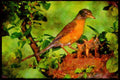 Nesting Birds USA Canada 163055 American Robin With Young A4 Limited Edition Watercolour Print