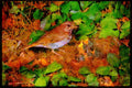 Nesting Birds USA Canada 163056 Hermit Thrush With Young A4 Limited Edition Watercolour Print