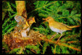 Nesting Birds USA Canada 163057 Veery With Young A4 Limited Edition Watercolour Print
