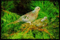 Nesting Birds USA Canada 163058 Mourning Dove With Young A4 Limited Edition Watercolour Print