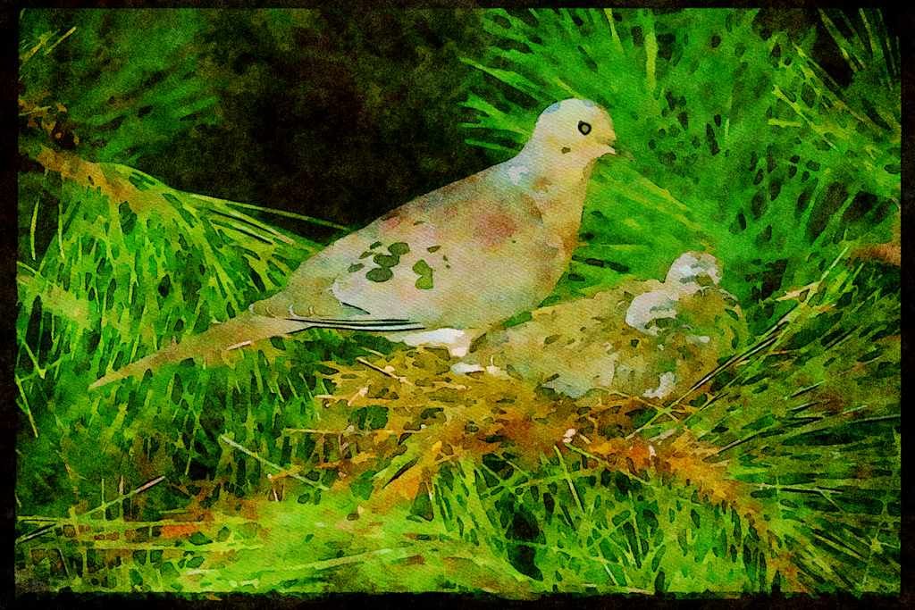 Nesting Birds USA Canada 163058 Mourning Dove With Young A4 Limited Edition Watercolour Print