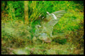 Nesting Birds USA Canada 163059 Common Nighthawks With Young A4 Limited Edition Watercolour Print