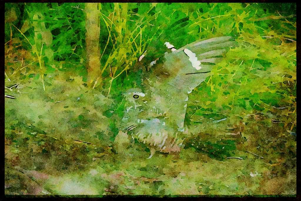 Nesting Birds USA Canada 163059 Common Nighthawks With Young A4 Limited Edition Watercolour Print
