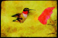 Nesting Birds USA Canada 163061 Ruby throated Hummingbird (male) With Petunia A4 Limited Edition Watercolour Print