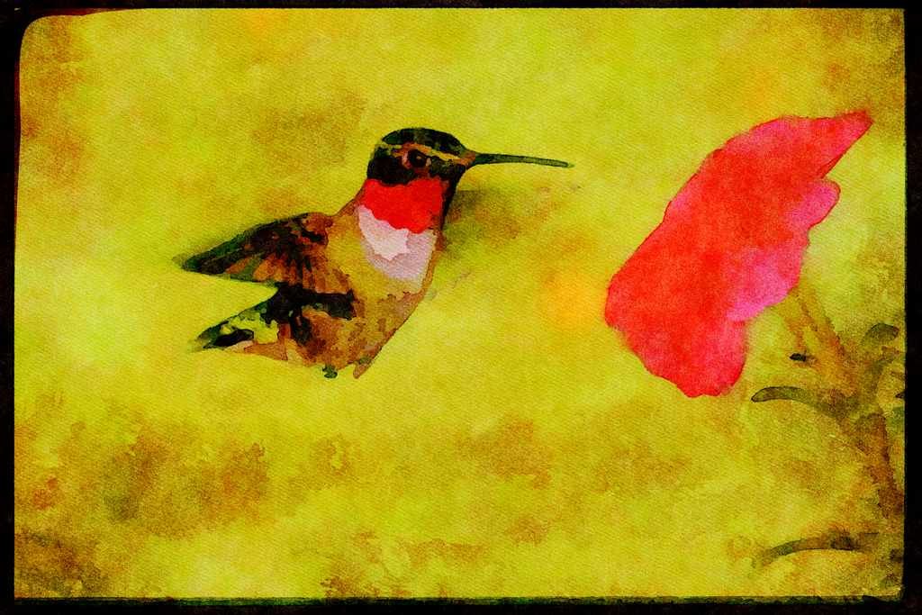 Nesting Birds USA Canada 163061 Ruby throated Hummingbird (male) With Petunia A4 Limited Edition Watercolour Print