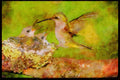 Nesting Birds USA Canada 163062 Ruby throated Hummingbird (female) With Young A4 Limited Edition Watercolour Print