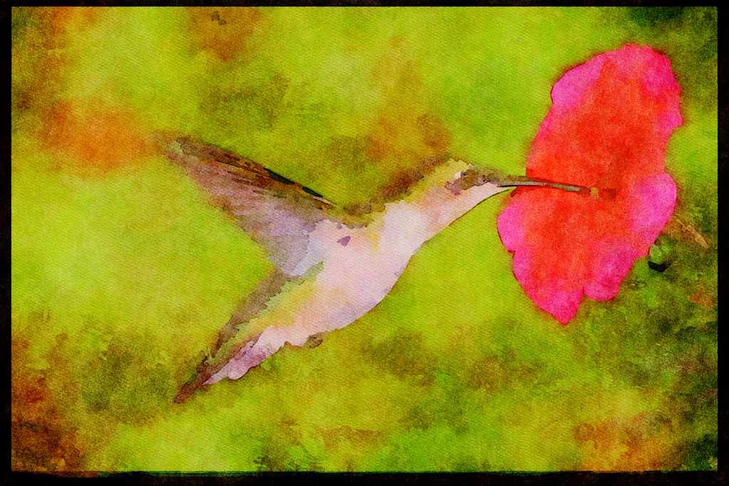 Nesting Birds USA Canada 163063 Ruby throated Hummingbird (female) With Petunia A4 Limited Edition Watercolour Print