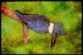Nesting Birds USA Canada 163064 Belted Kingfisher A4 Limited Edition Watercolour Print