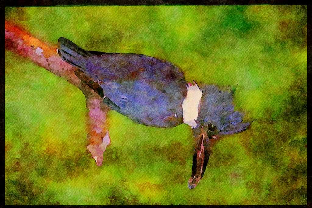 Nesting Birds USA Canada 163064 Belted Kingfisher A4 Limited Edition Watercolour Print