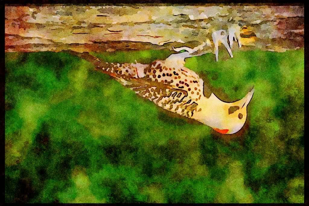 Nesting Birds USA Canada 163065 Yellow shafted Flicker With Young A4 Limited Edition Watercolour Print