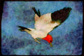 Nesting Birds USA Canada 163067 Red headed Woodpecker In Flight A4 Limited Edition Watercolour Print