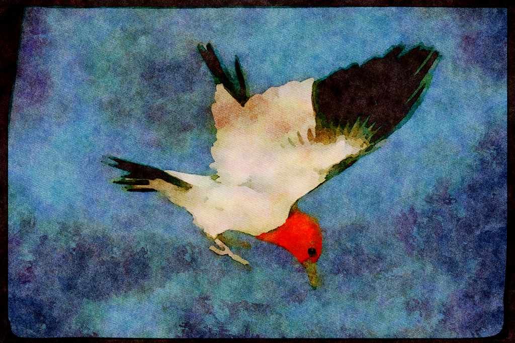 Nesting Birds USA Canada 163067 Red headed Woodpecker In Flight A4 Limited Edition Watercolour Print