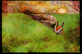 Nesting Birds USA Canada 163068 Yellow bellied Sapsucker (male) A4 Limited Edition Watercolour Print
