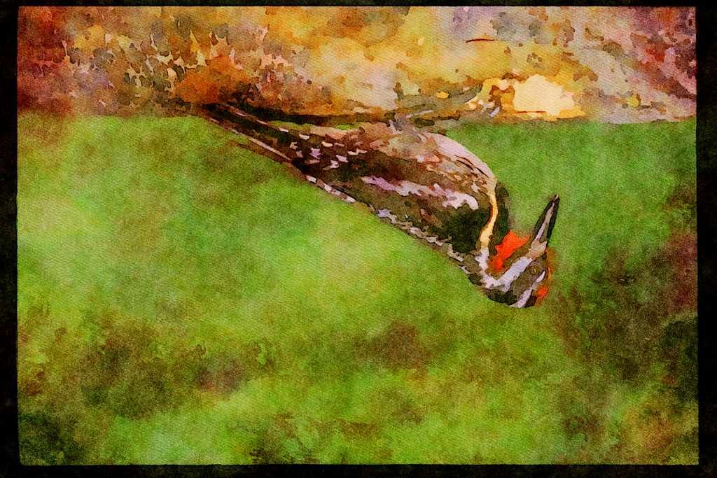 Nesting Birds USA Canada 163068 Yellow bellied Sapsucker (male) A4 Limited Edition Watercolour Print