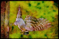 Nesting Birds USA Canada 163069 Downy Woodpecker (female) A4 Limited Edition Watercolour Print