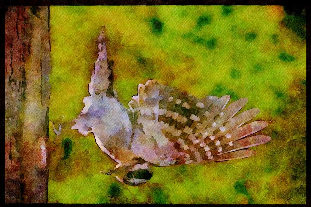 Nesting Birds USA Canada 163069 Downy Woodpecker (female) A4 Limited Edition Watercolour Print