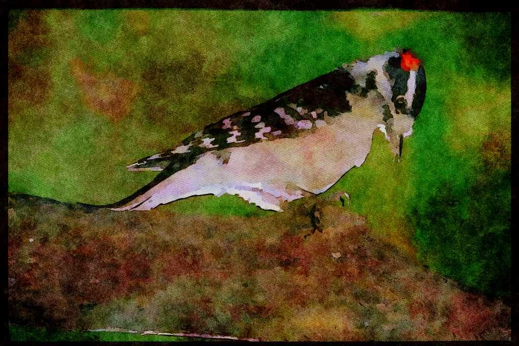 Nesting Birds USA Canada 163070 Downy Woodpecker (male) A4 Limited Edition Watercolour Print