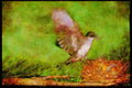 Nesting Birds USA Canada 163071 Eastern Kingbird Landing On Nest A4 Limited Edition Watercolour Print