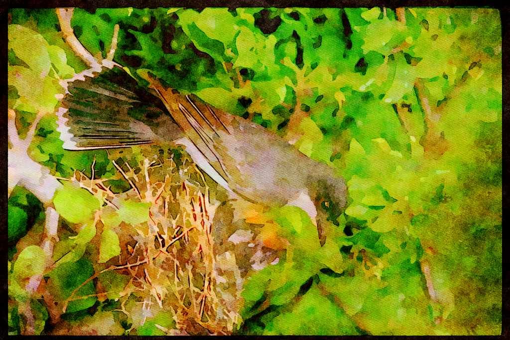Nesting Birds USA Canada 163072 Eastern Kingbird With Young A4 Limited Edition Watercolour Print