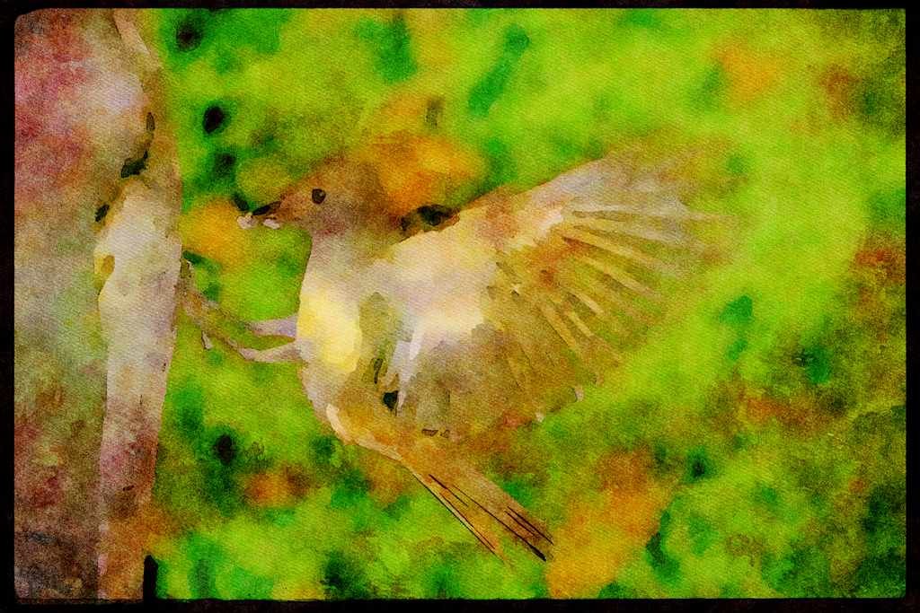 Nesting Birds USA Canada 163073 Great crested Flycatcher A4 Limited Edition Watercolour Print