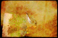 Nesting Birds USA Canada 163074 Eastern Phoebe With Young A4 Limited Edition Watercolour Print