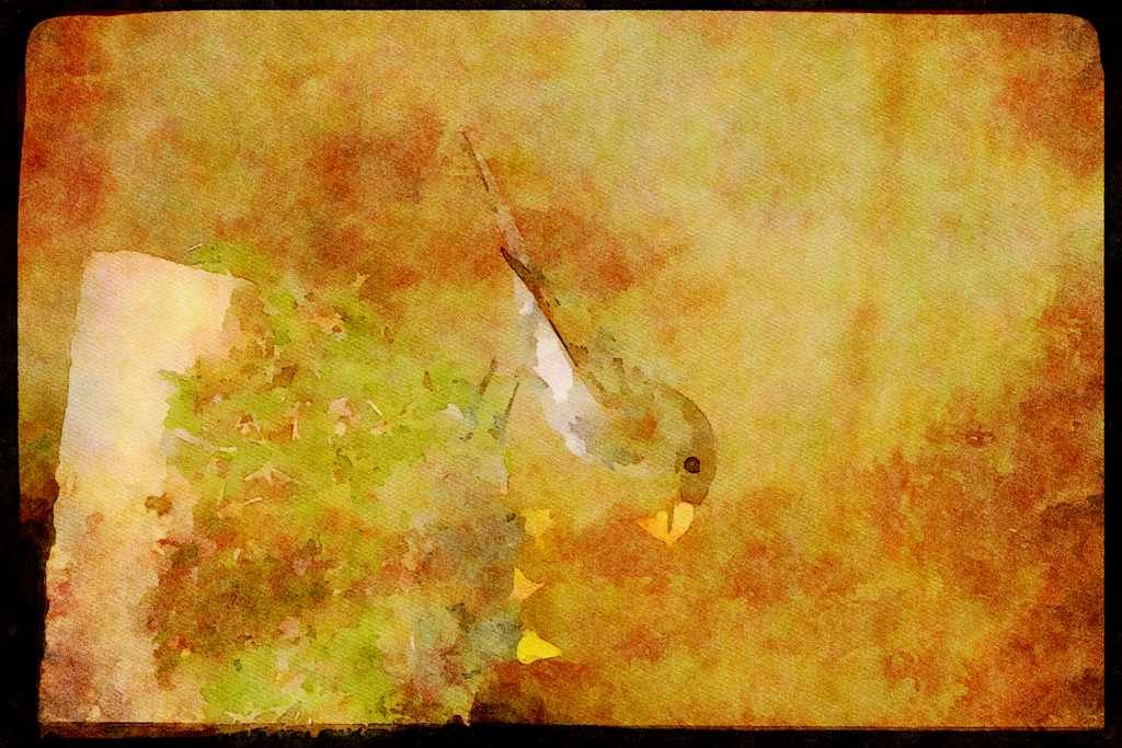 Nesting Birds USA Canada 163074 Eastern Phoebe With Young A4 Limited Edition Watercolour Print