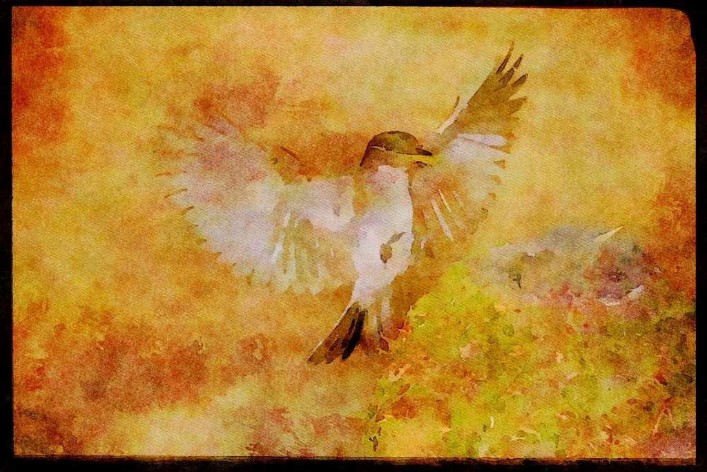 Nesting Birds USA Canada 163075 Eastern Phoebe Approaching Nest A4 Limited Edition Watercolour Print