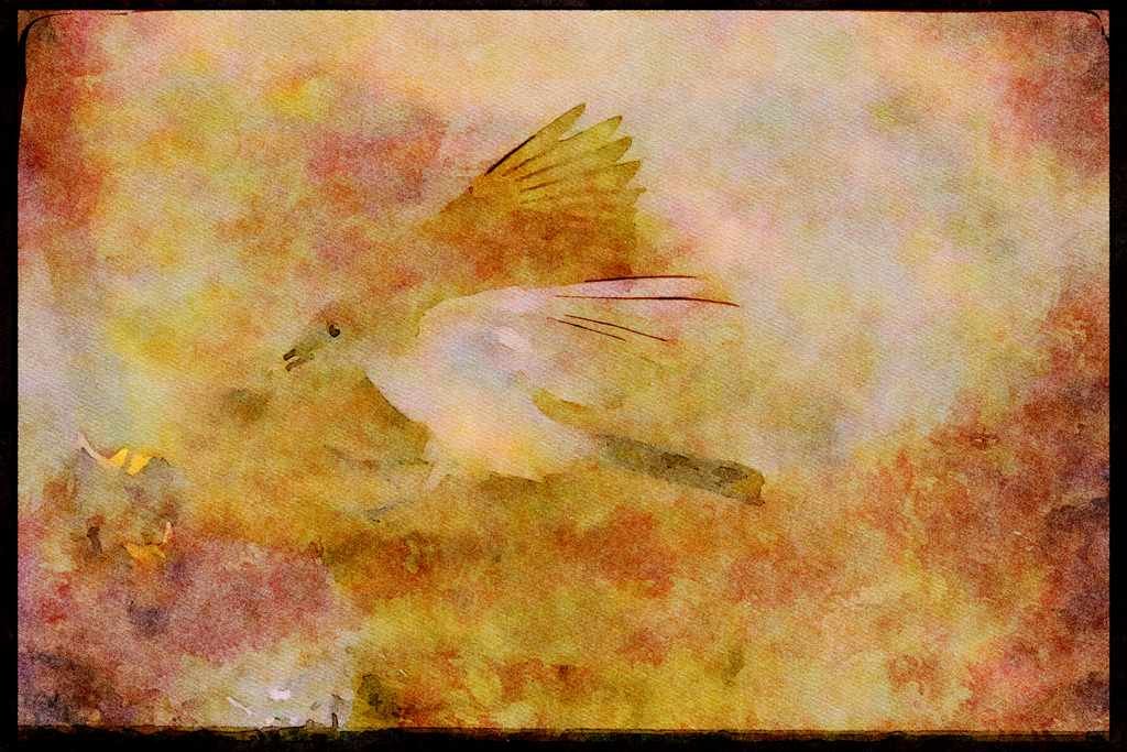 Nesting Birds USA Canada 163076 Say's Phoebe Approaching Nest A4 Limited Edition Watercolour Print