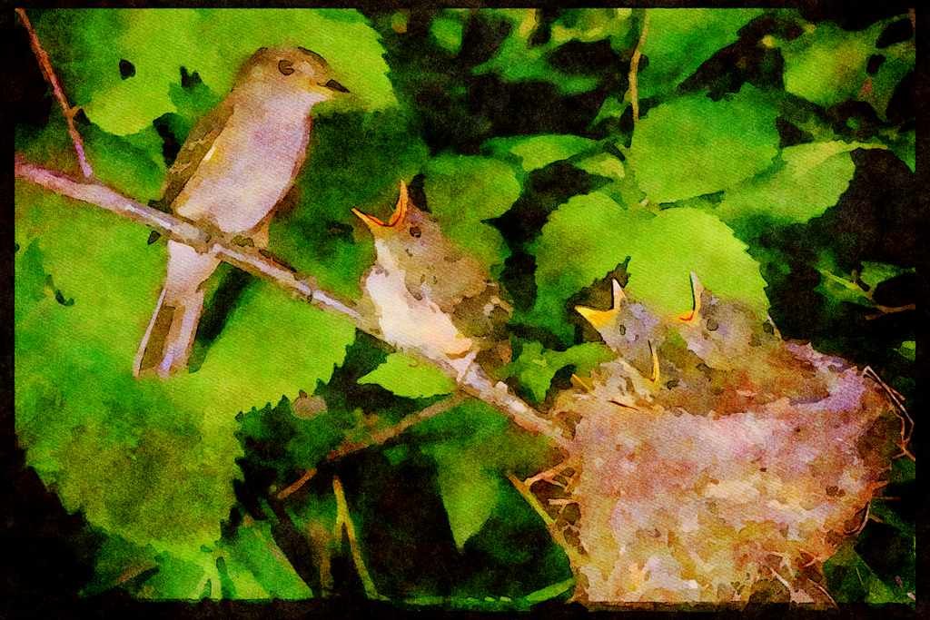 Nesting Birds USA Canada 163077 Traill's Flycatcher With Young A4 Limited Edition Watercolour Print