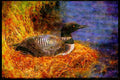 Nesting Birds USA Canada 163078 Common Loon On Nest A4 Limited Edition Watercolour Print
