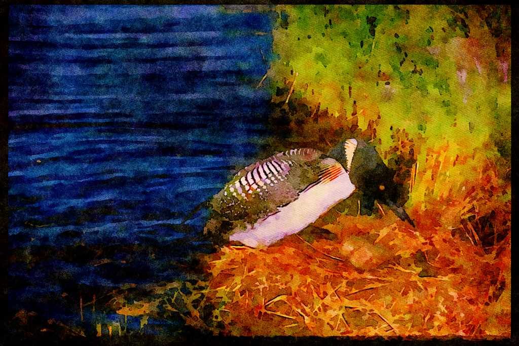 Nesting Birds USA Canada 163079 Common Loon With Eggs A4 Limited Edition Watercolour Print