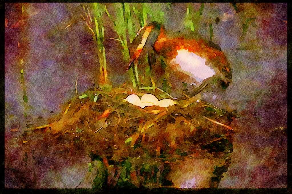 Nesting Birds USA Canada 163080 Horned Grebe With Eggs A4 Limited Edition Watercolour Print