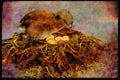 Nesting Birds USA Canada 163081 Pied billed Grebe With Nest A4 Limited Edition Watercolour Print