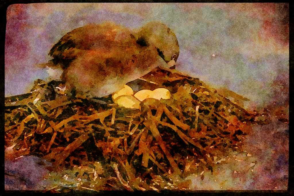 Nesting Birds USA Canada 163081 Pied billed Grebe With Nest A4 Limited Edition Watercolour Print